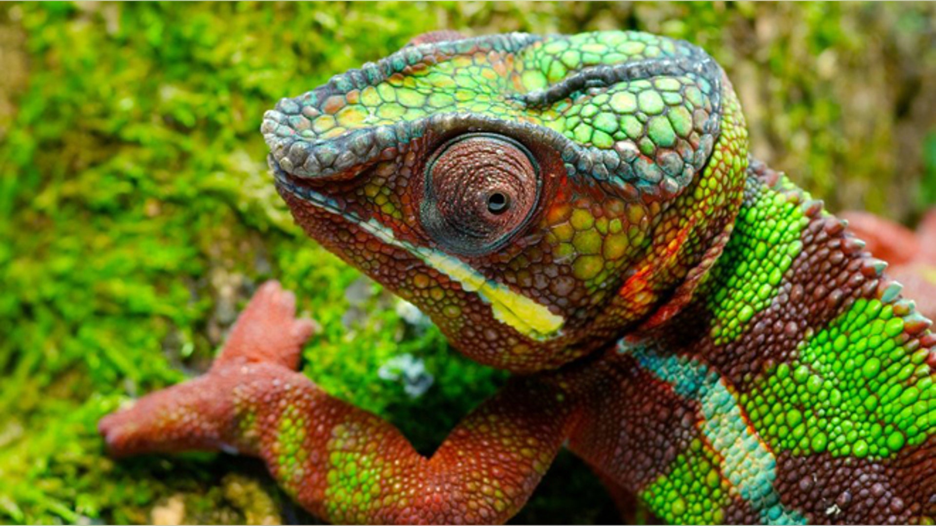 chameleon
