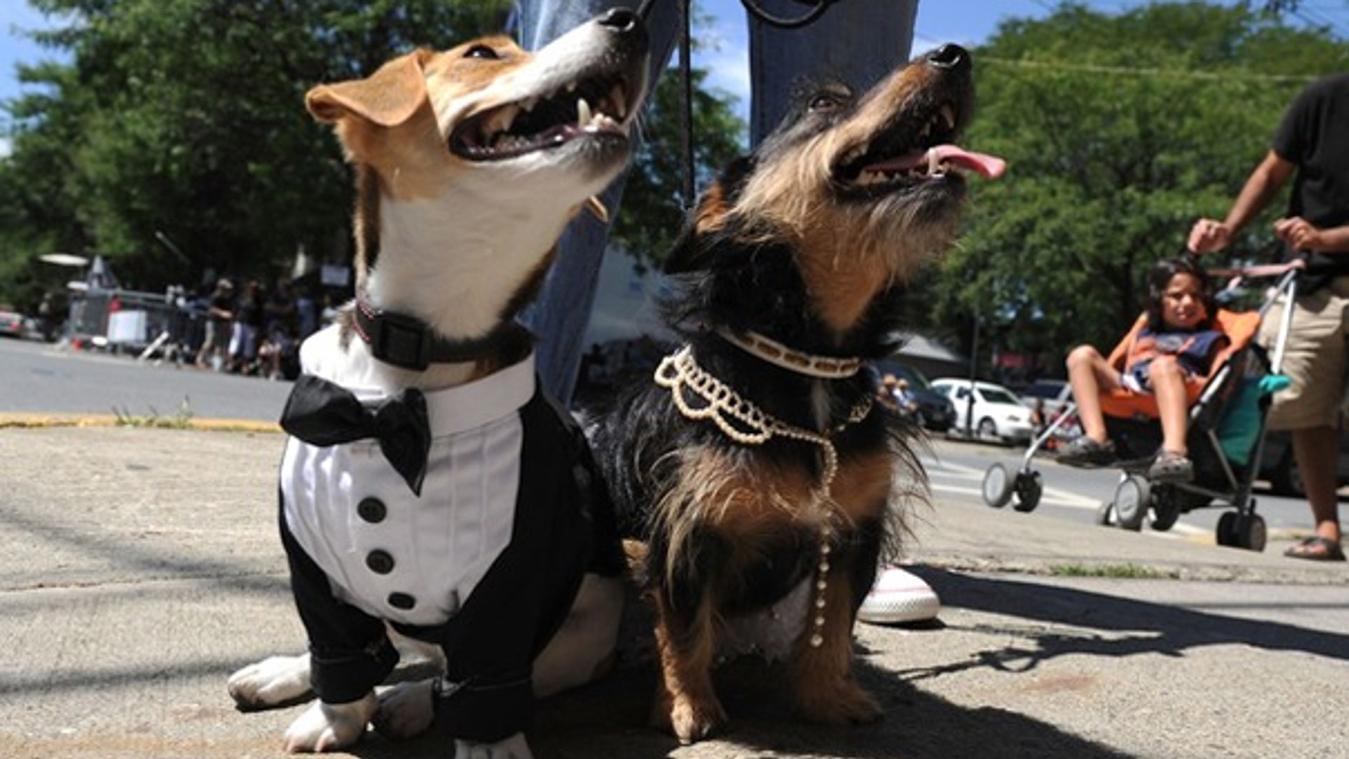 Wedding Canines