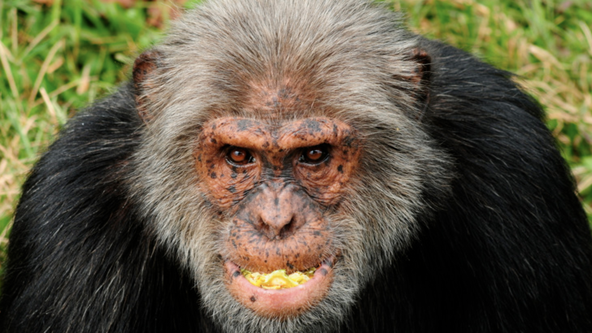 Chimpanzee