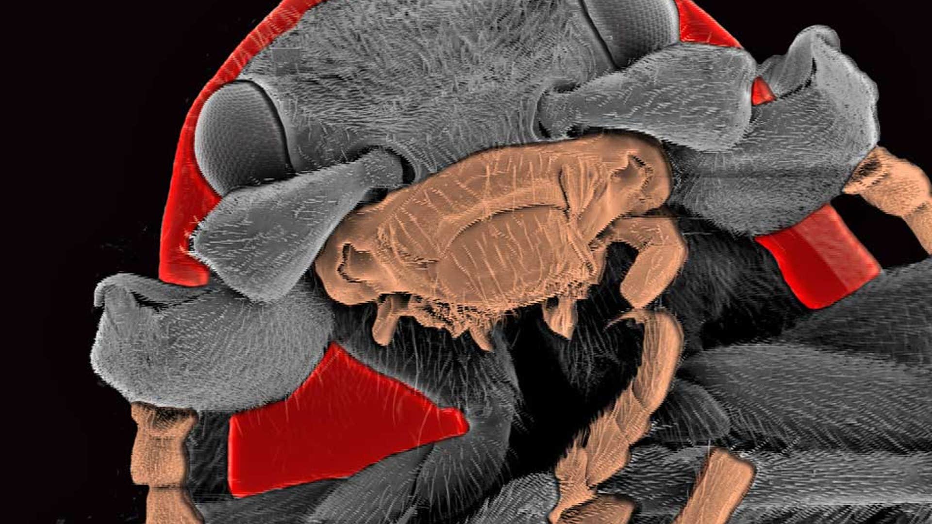 dung-beetle-or-bed-bug-what-s-the-world-s-ugliest-bug-fox-news