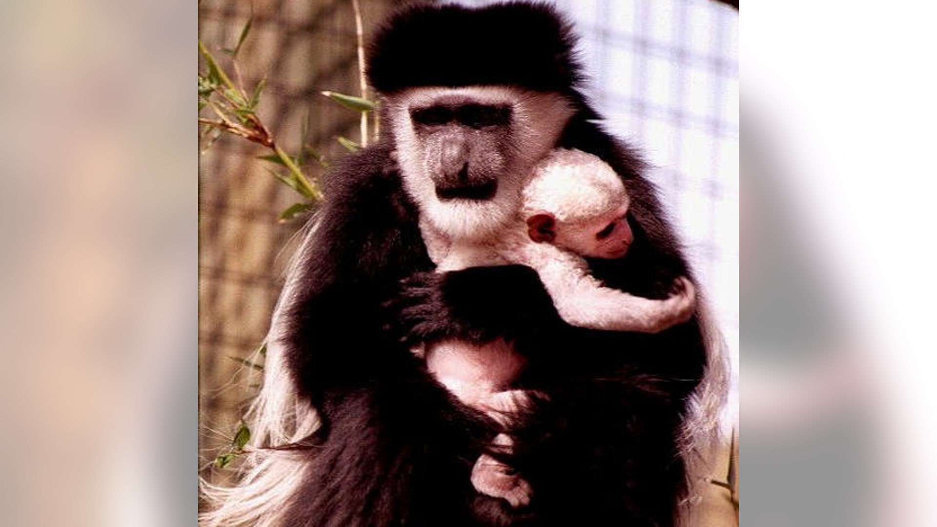 colobus