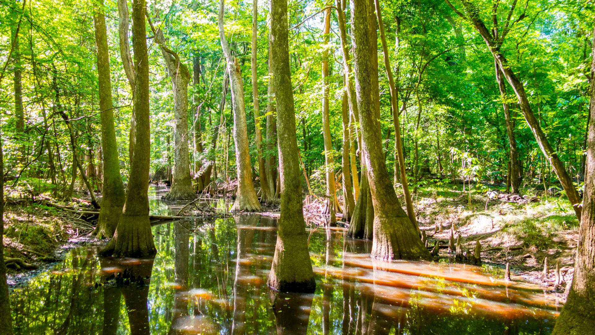 Congaree National Park, SC
