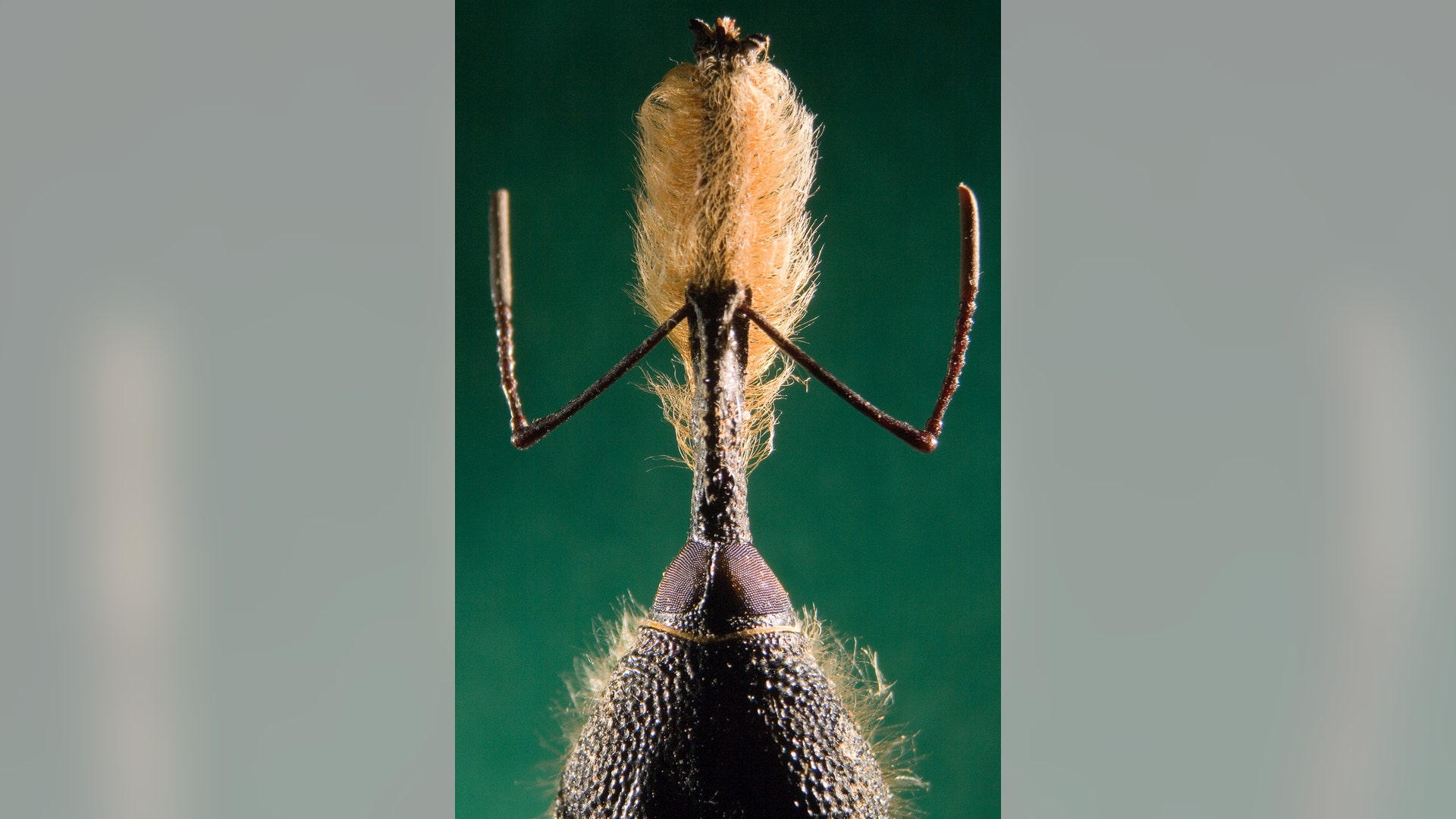 bearded weevil