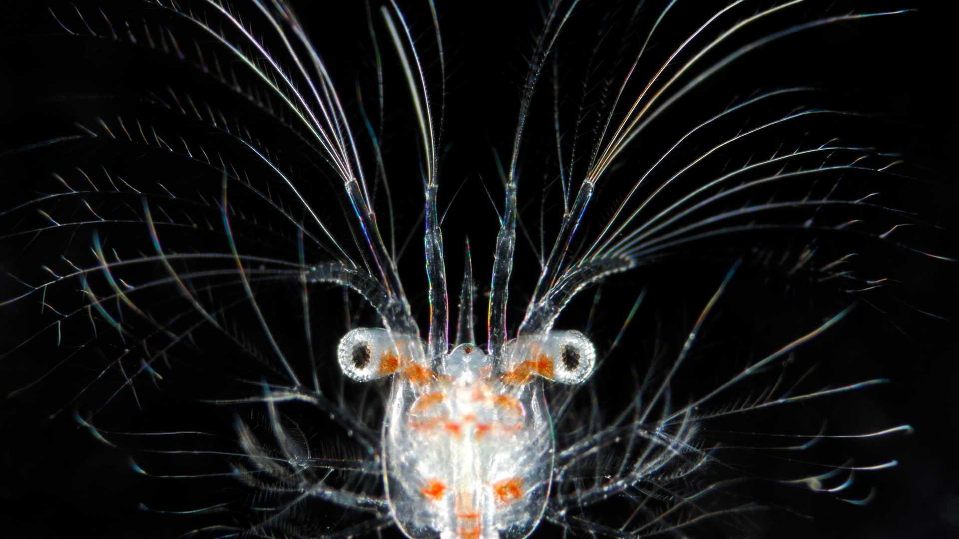 deep-water decapod crustacean