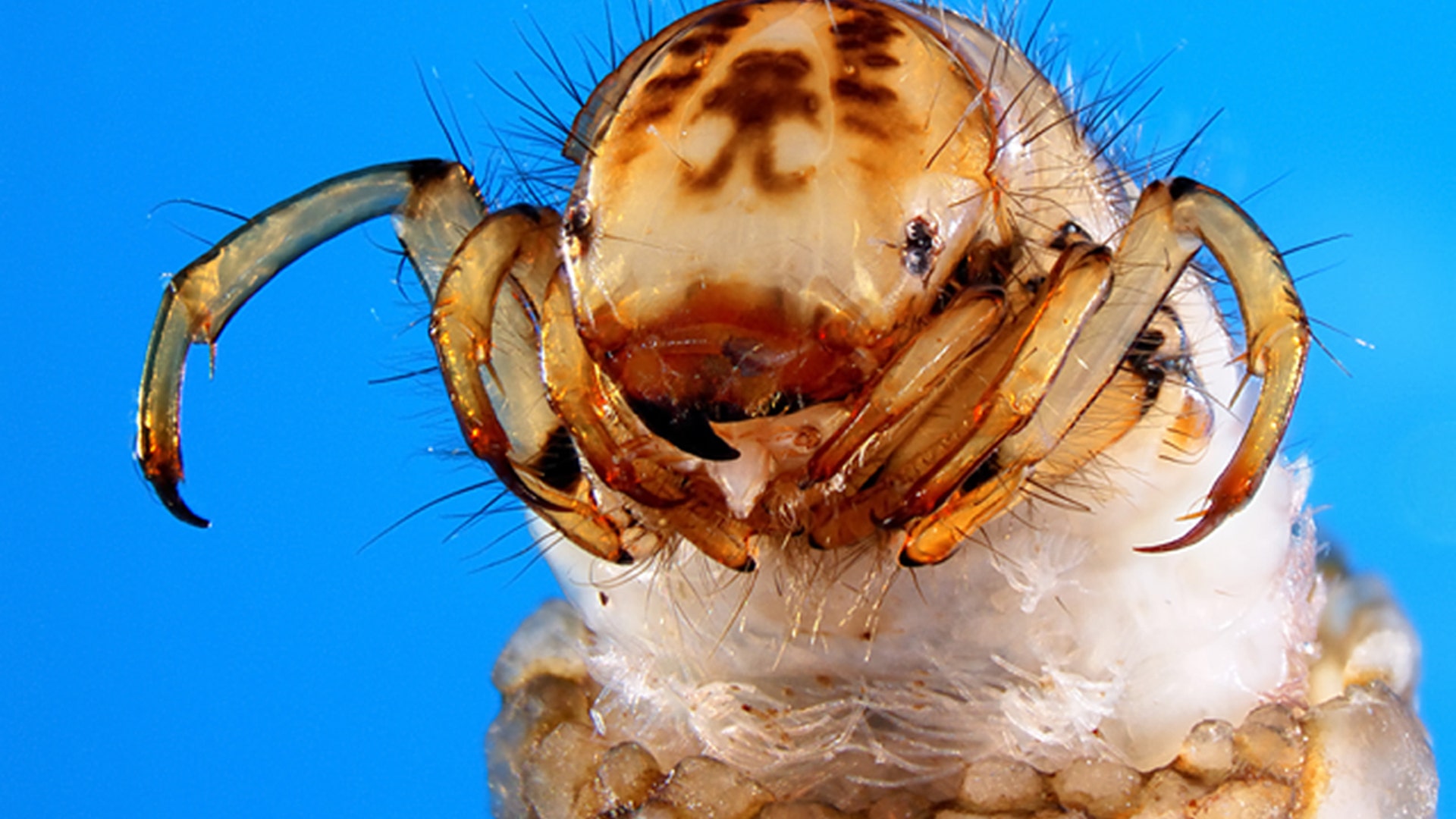 Trichoptera Odontocerum albicorne larvae
