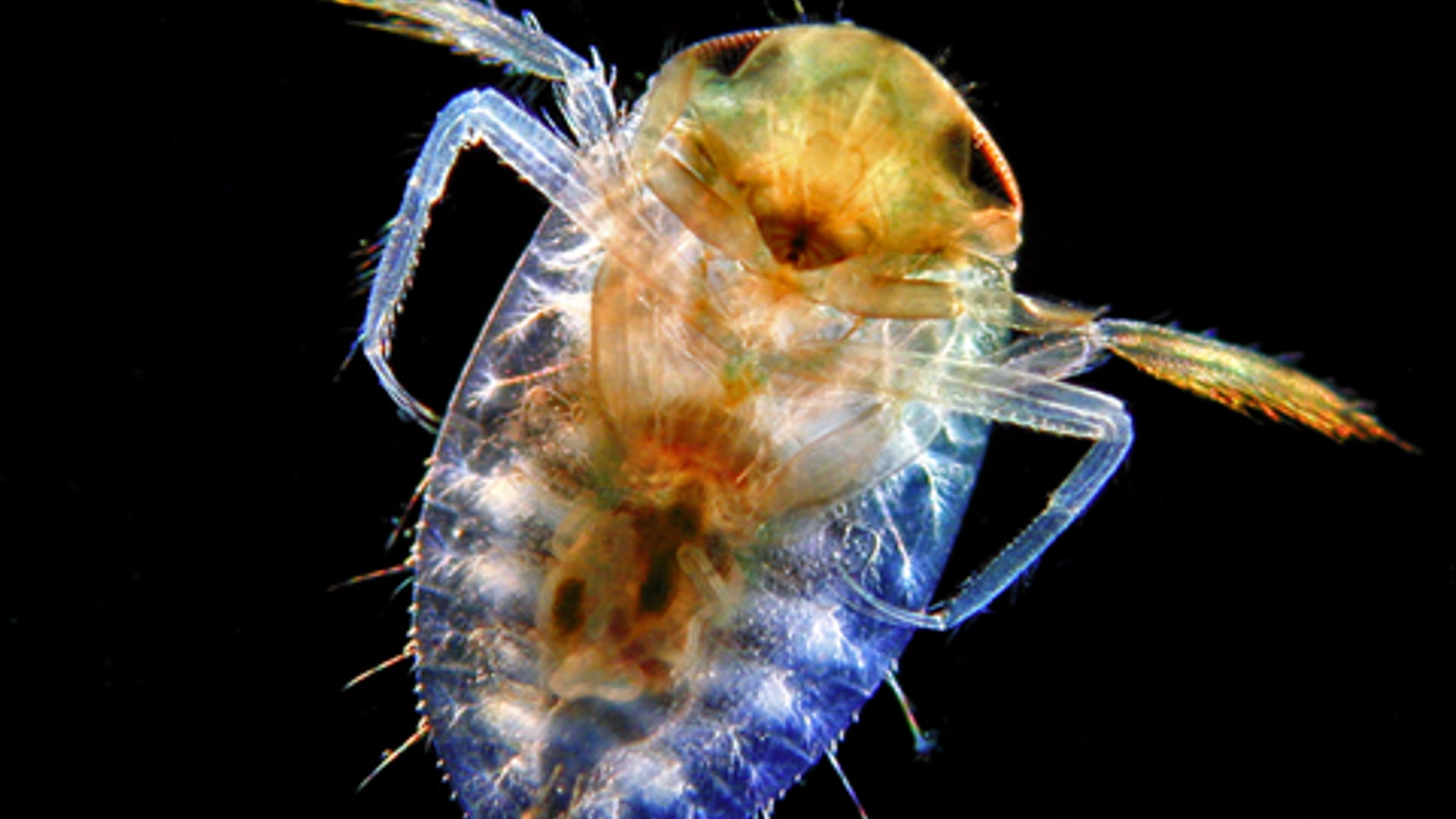 Backswimmer aquatic insect