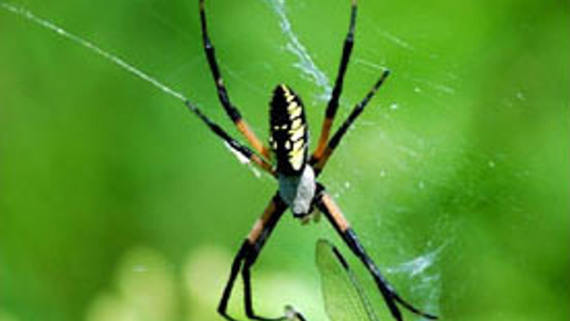 Garden Spider