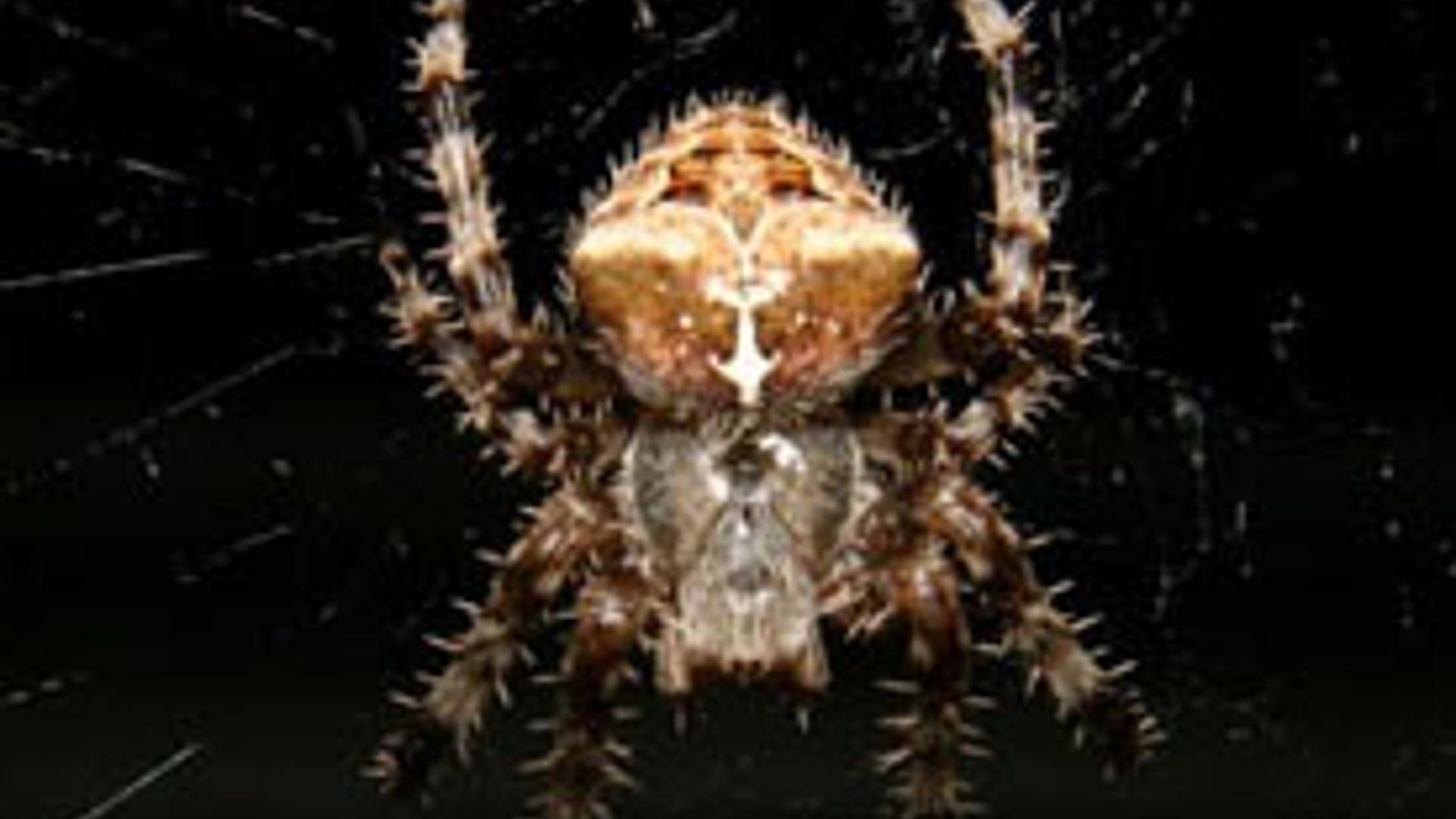 Hairy Spider