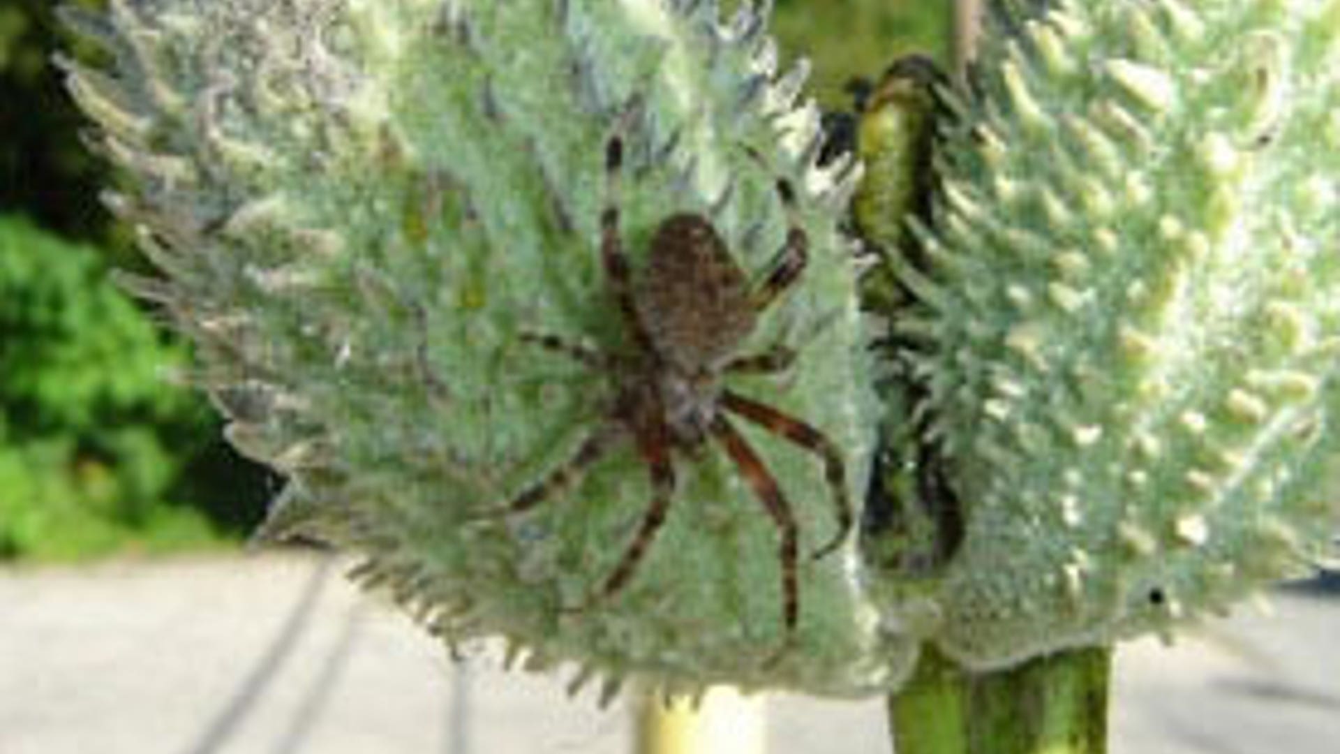 Spider on Plant