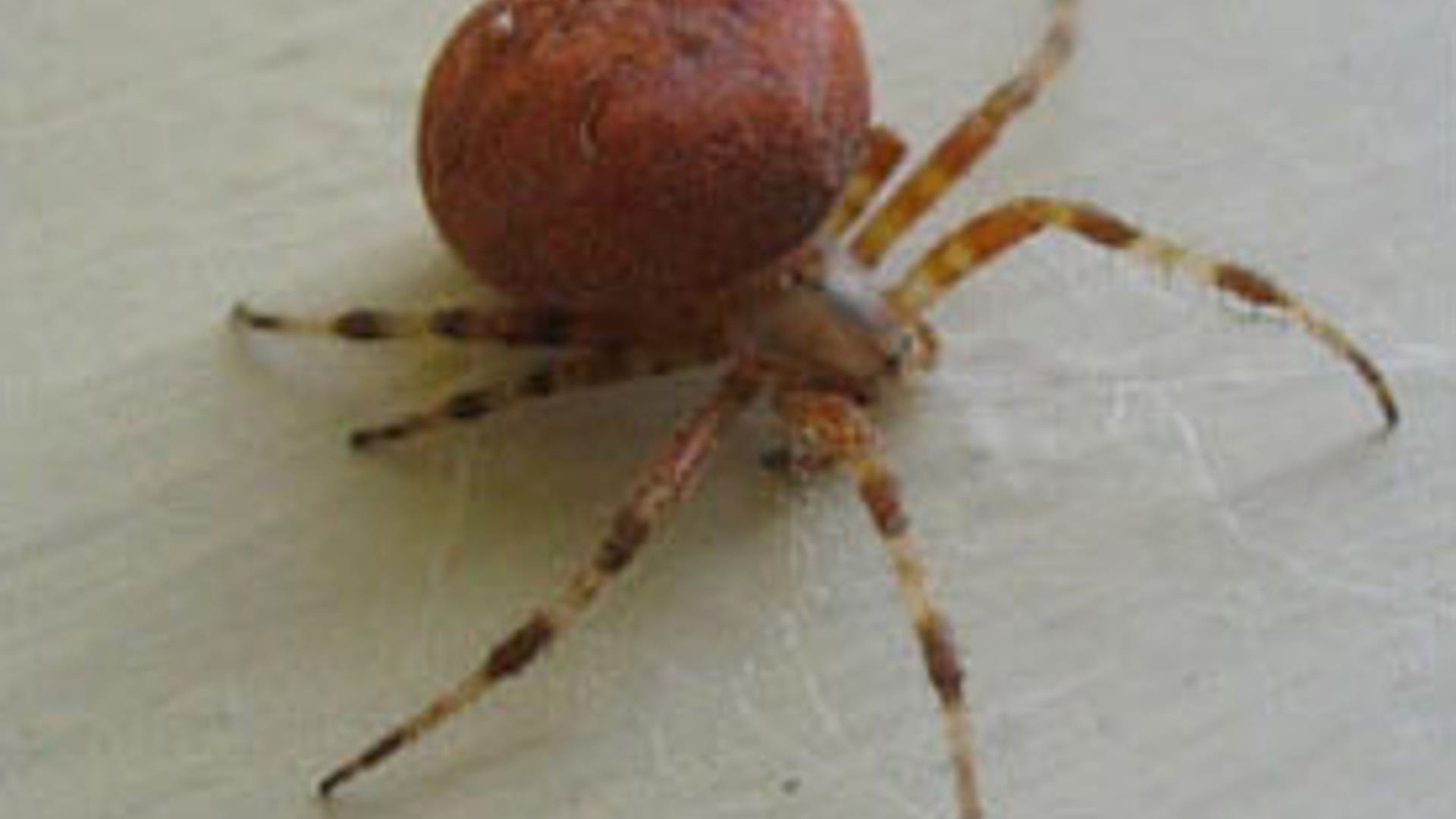 Pumpkin Spider