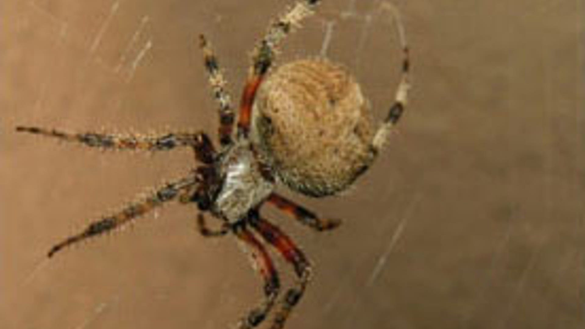 Barn Spider