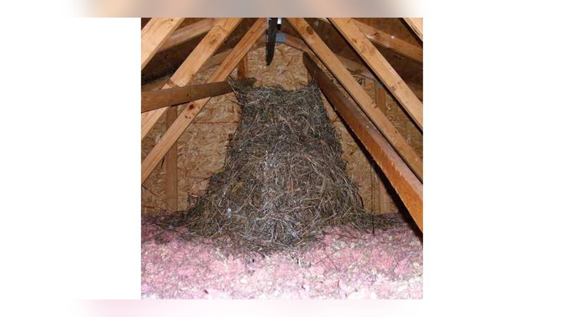 The Attic Fills With Critters—Dead and Alive