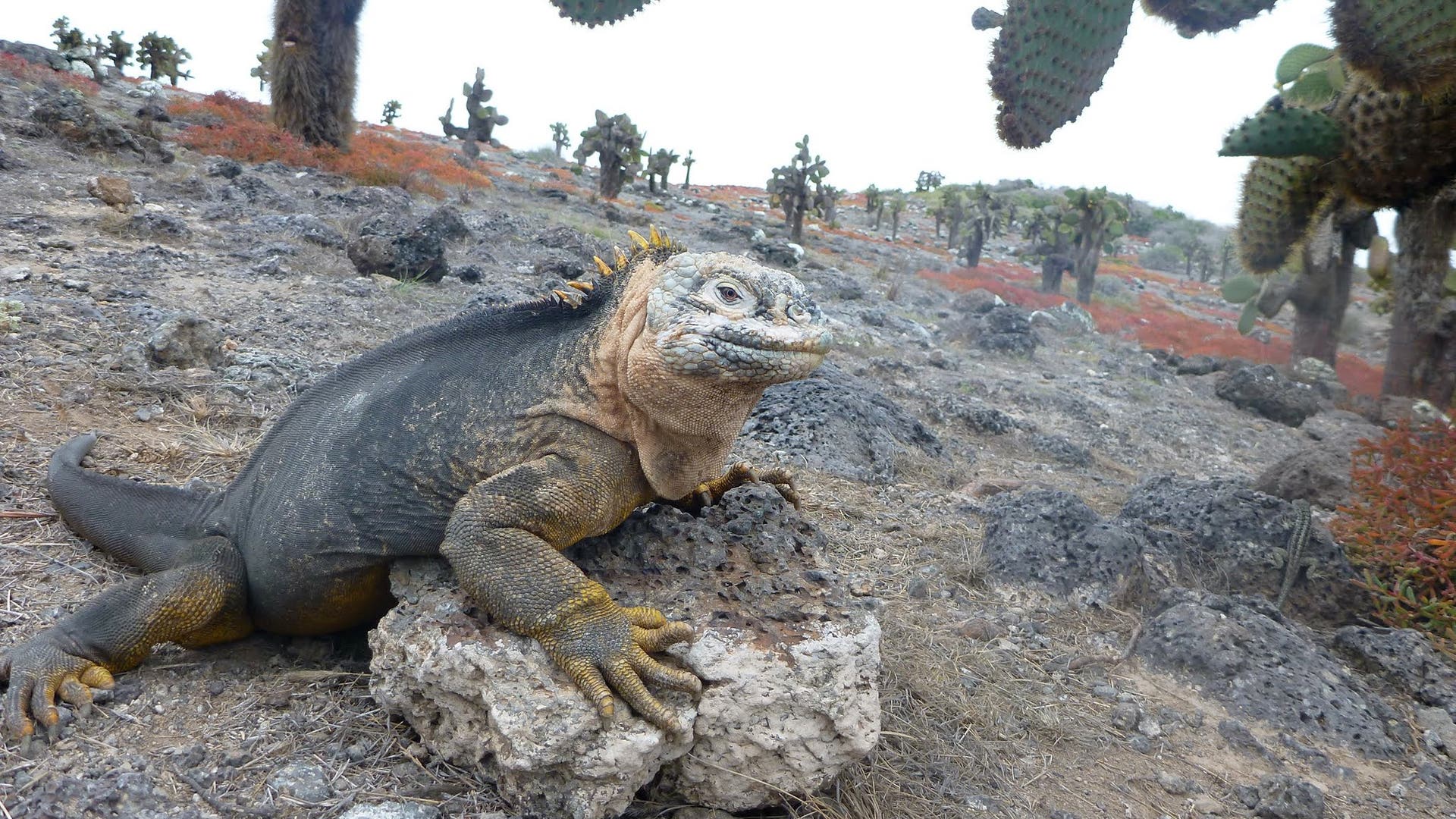 Land_Iguana_on_South_Padre_Island