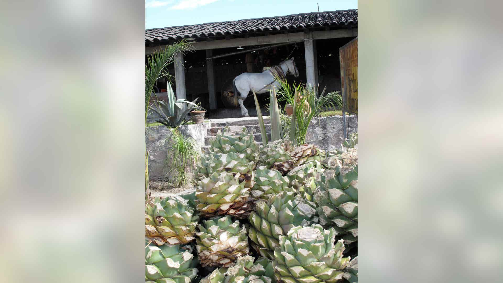 Flannery_Mezcal_Photos__3_