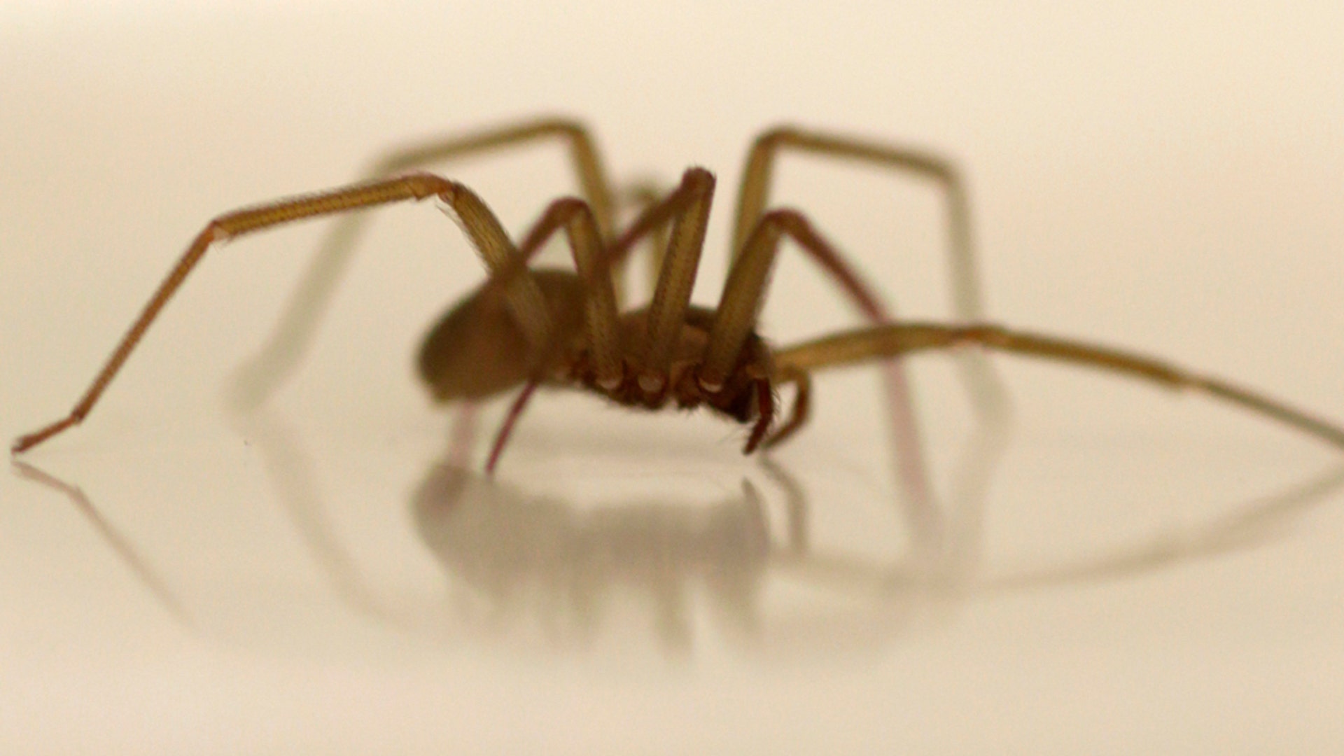 Brown Recluse spider two