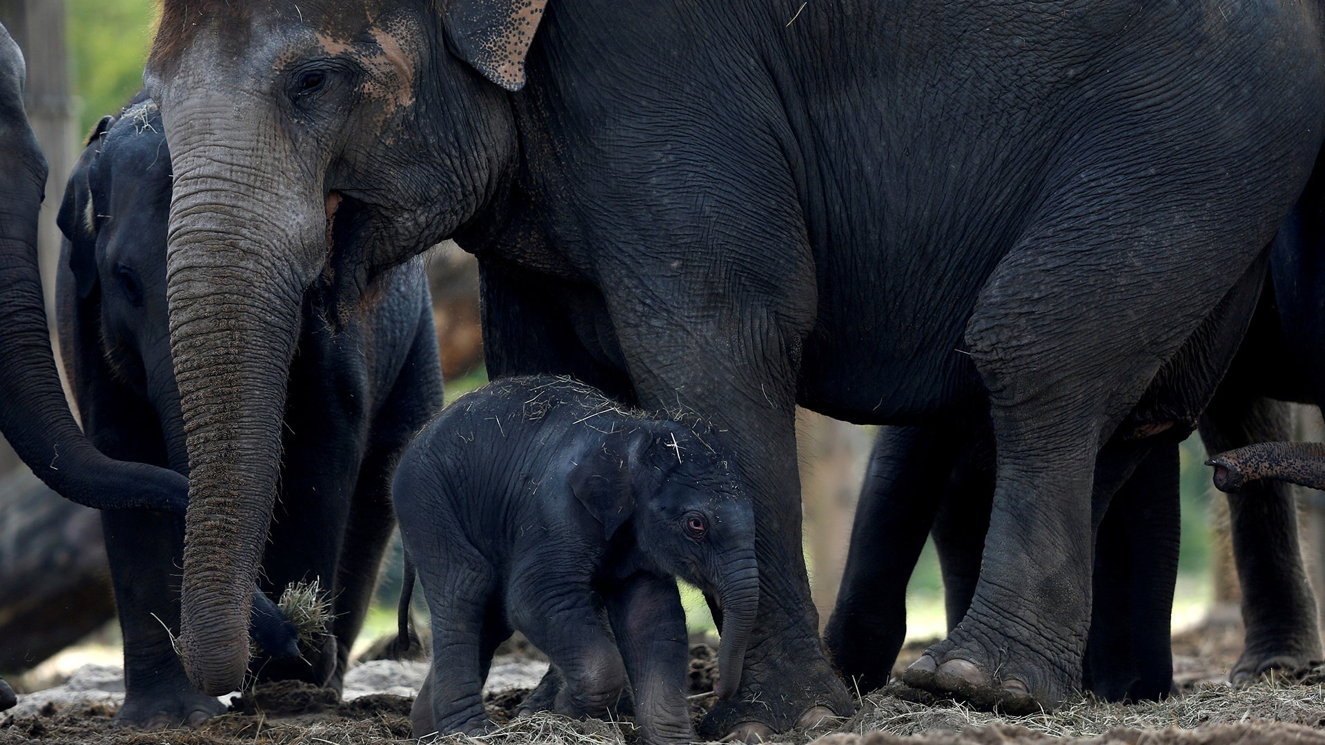 A newborn Asian elephant with members of its family at the Pairi Daiza wildlife park, a zoo in Brugelette, Belgium September 20, 2017