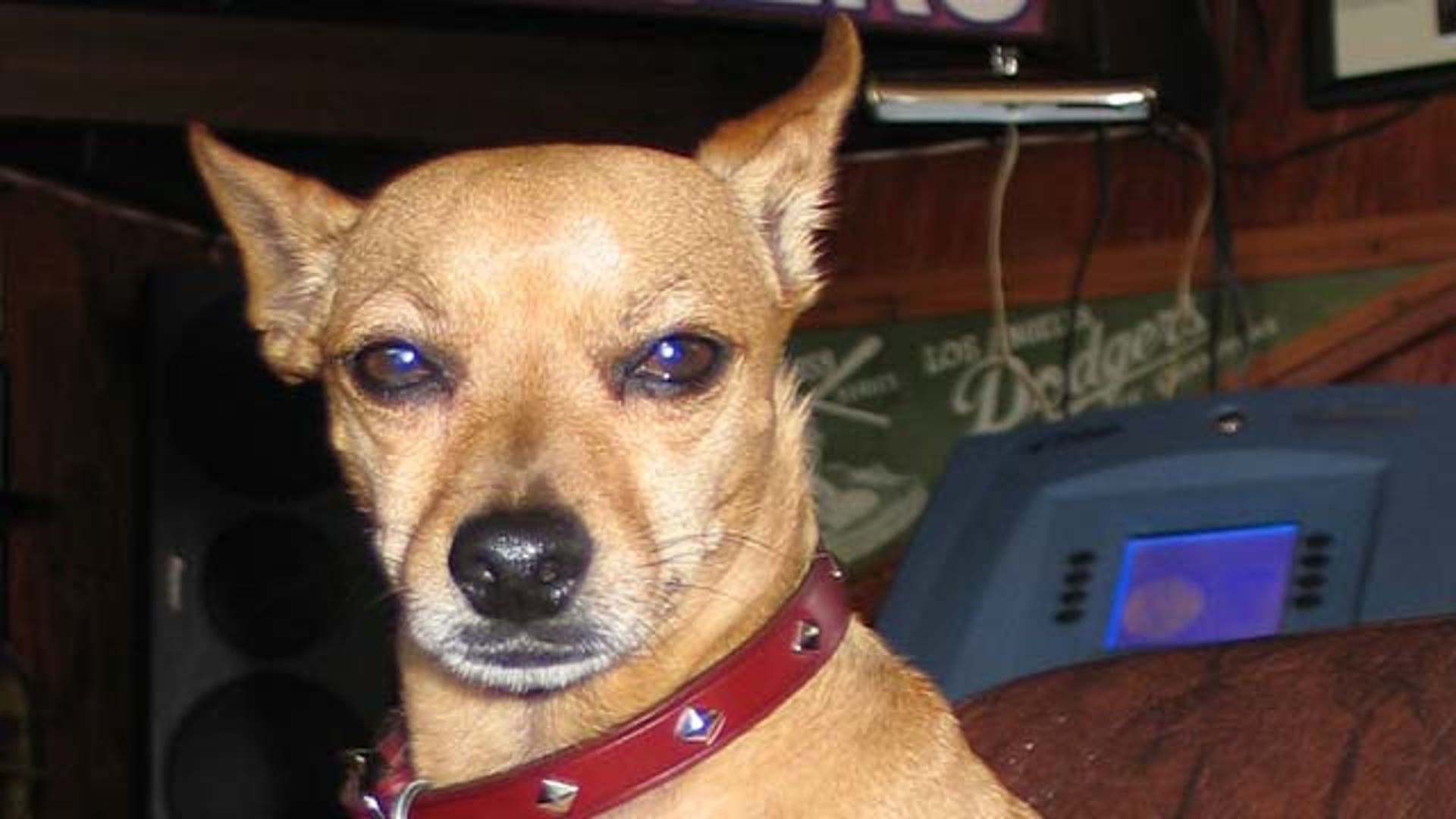 Paco_the_hero_chihuahua