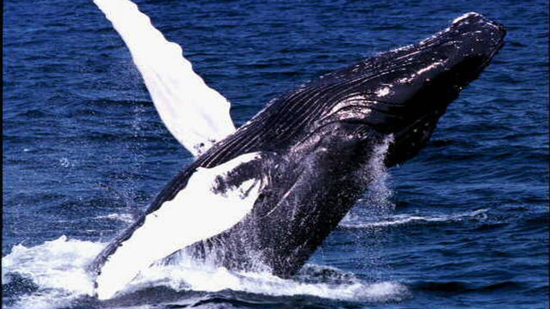 humpback whales13