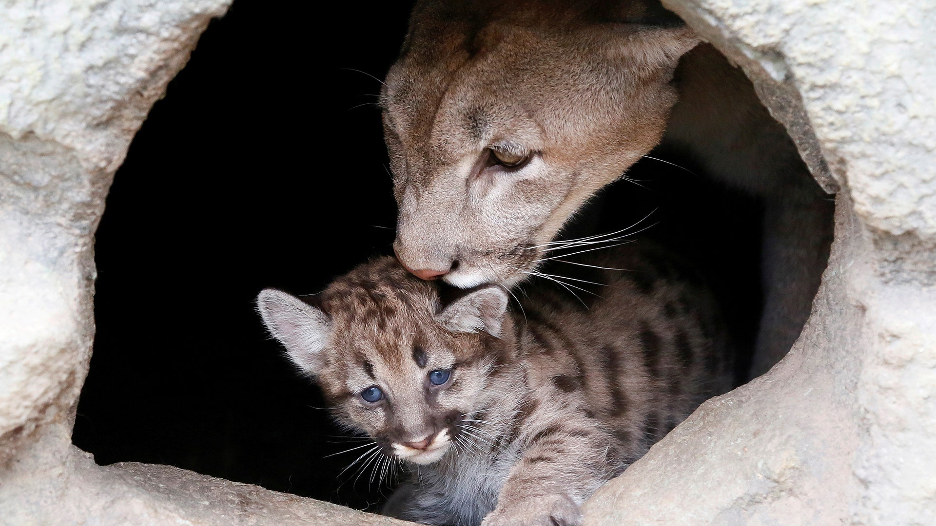 Ice, a four-year-old North American cougar, licks its one-month-old cub at the Royev Ruchey zoo in Krasnoyarsk, Russia, July 26, 201