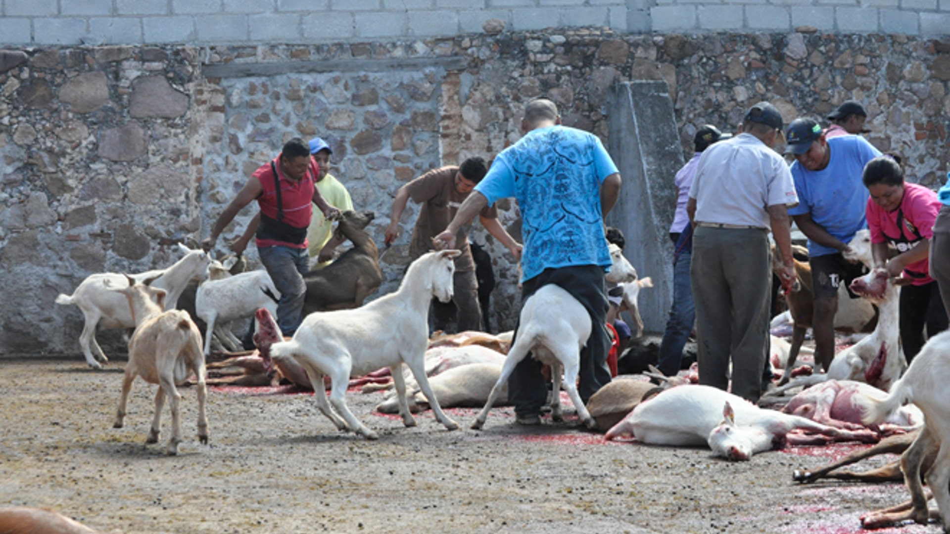 Goat_led_to_slaughter_Latino