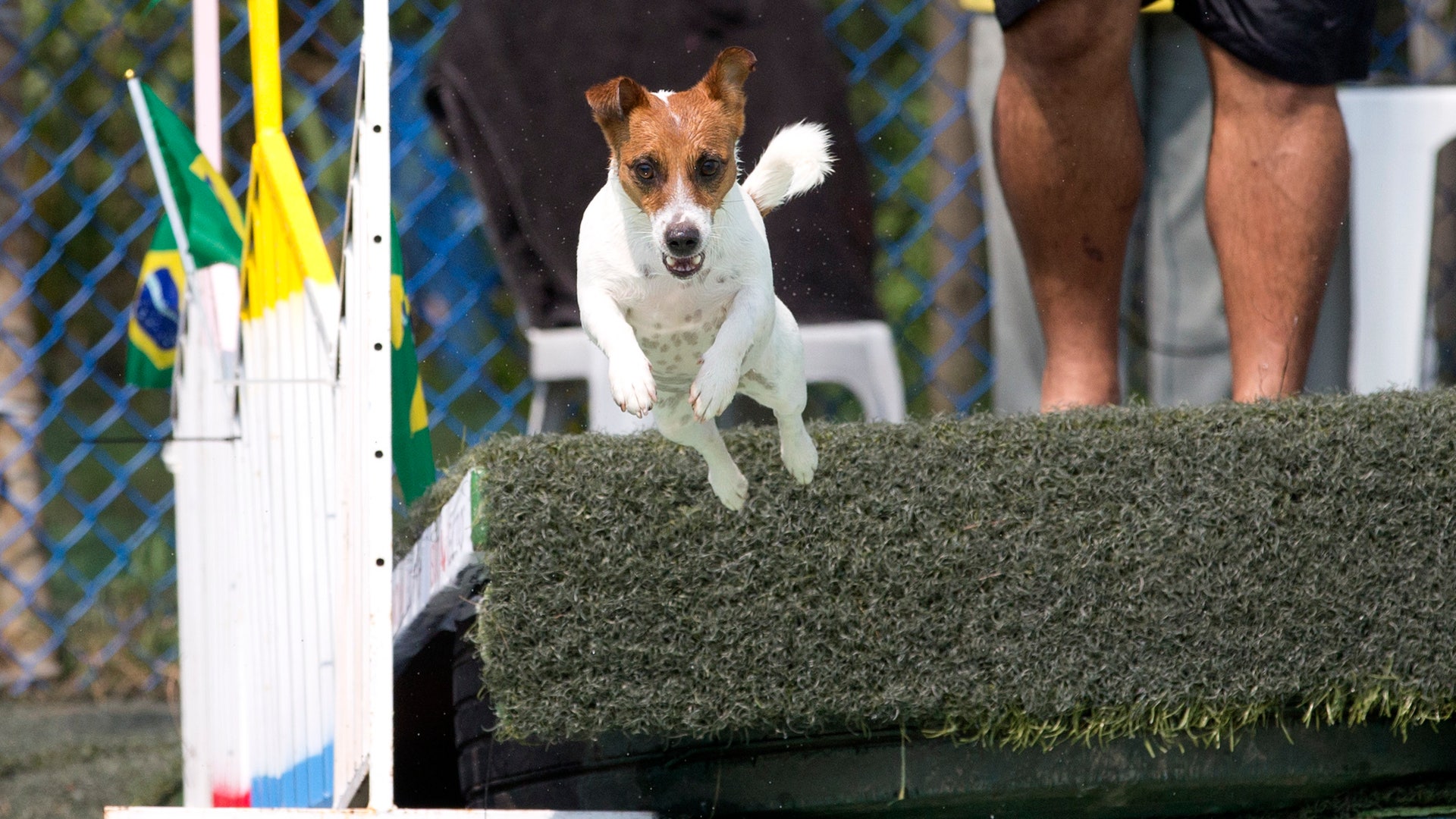 Brazil_Dog_Olympics__18_