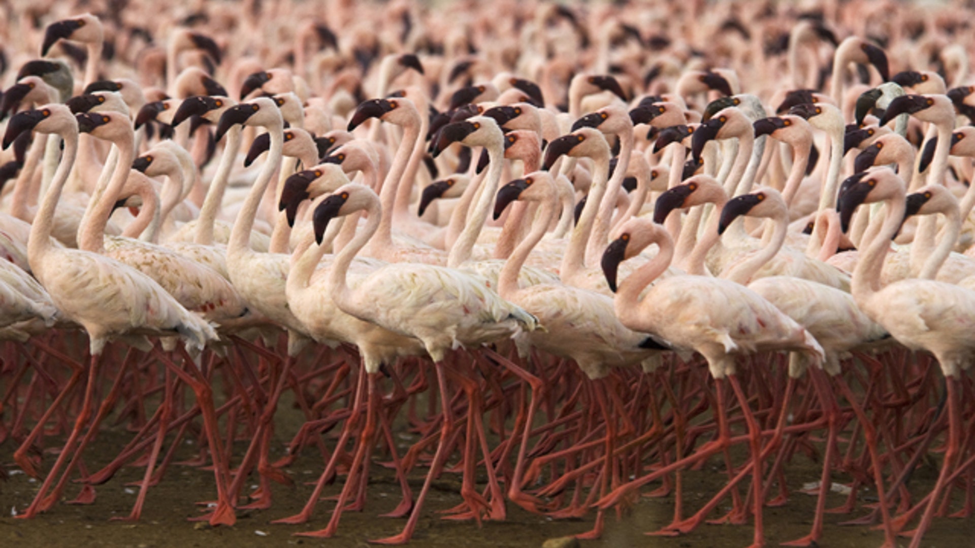 Lesser Flamingo