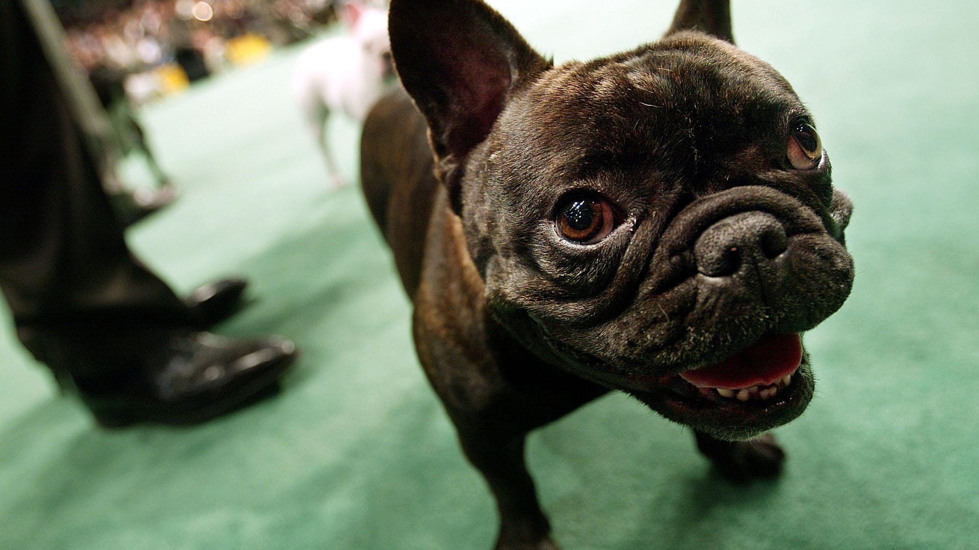 French_bulldog