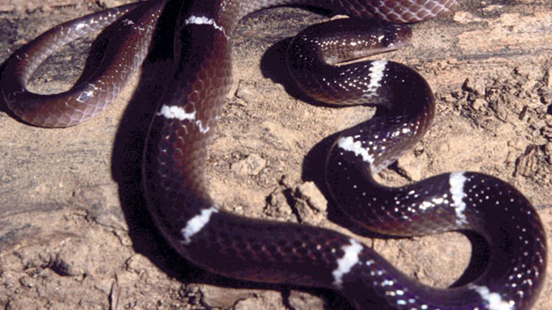 Zaw's Wolf Snake