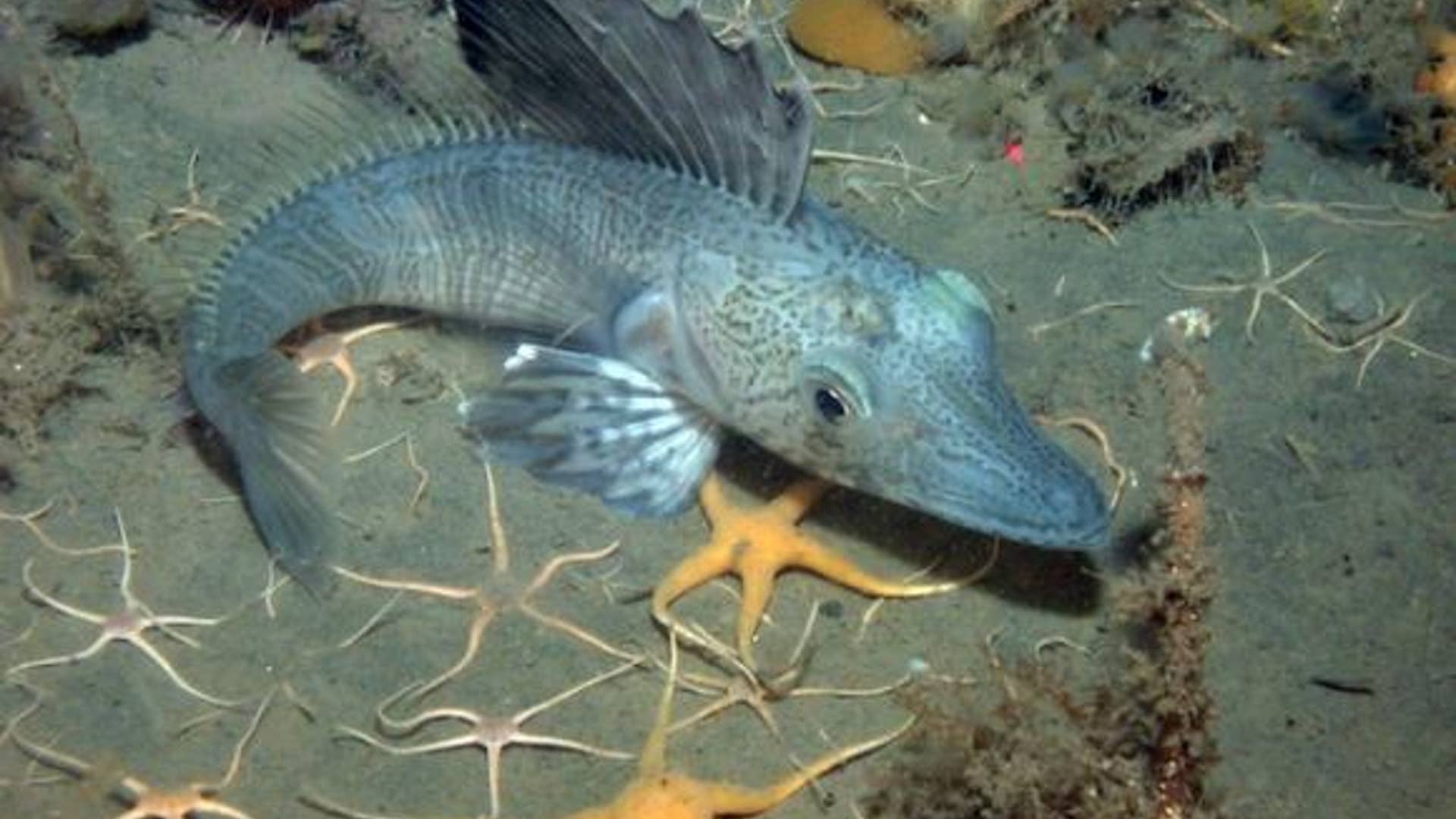 Antarctic Ice Fish