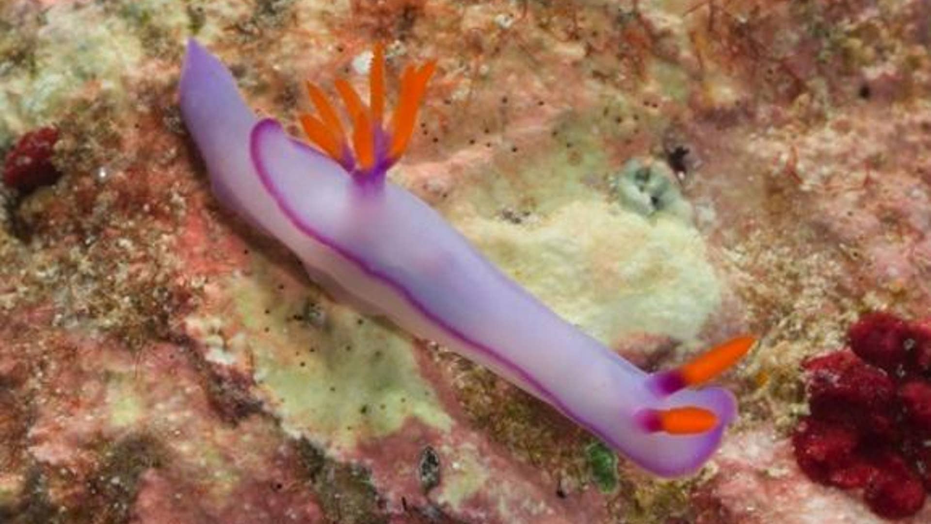 Nudibranch
