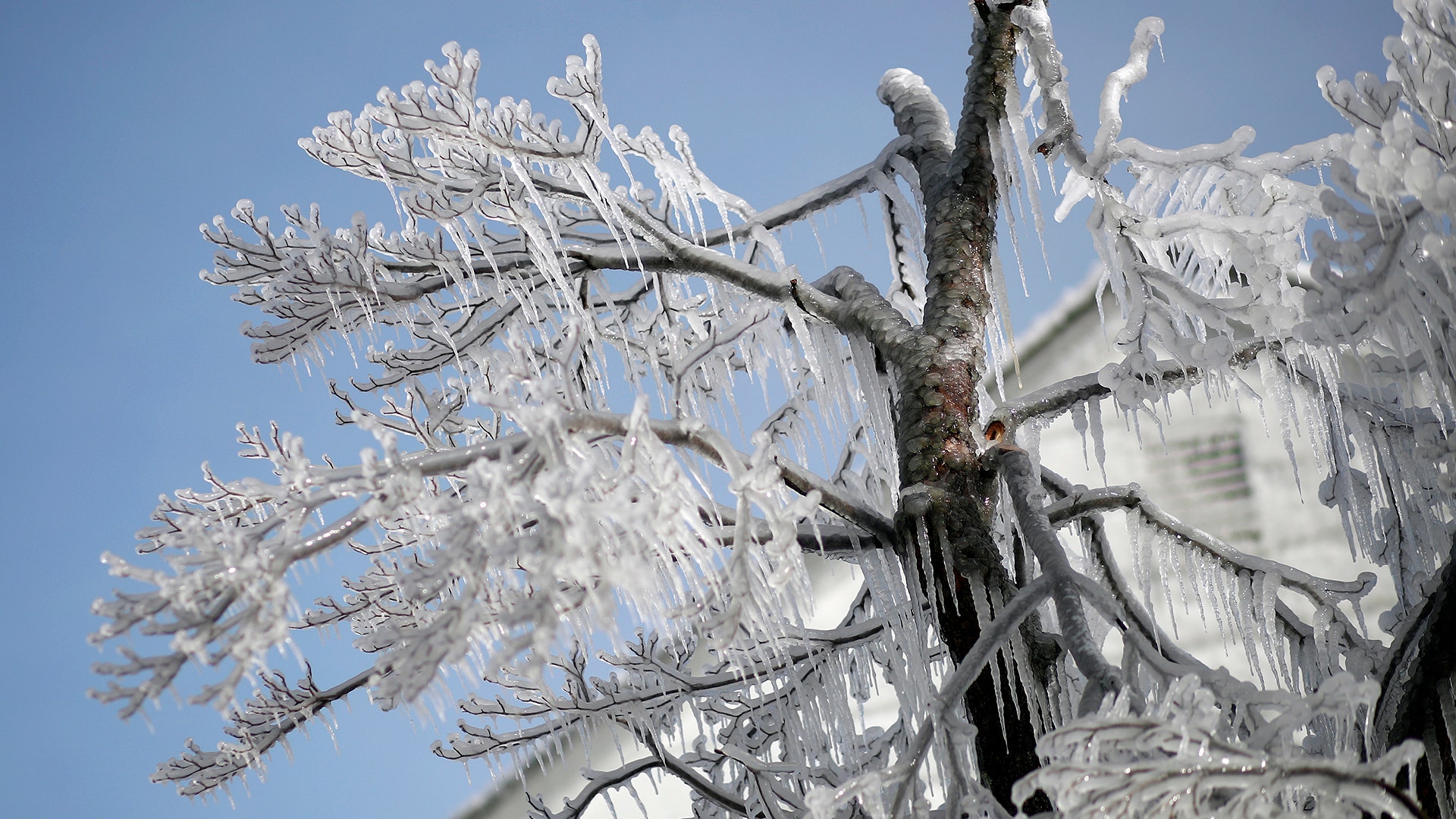 A tree is covered by ice following an overnight water main break in Catonsville, Md
