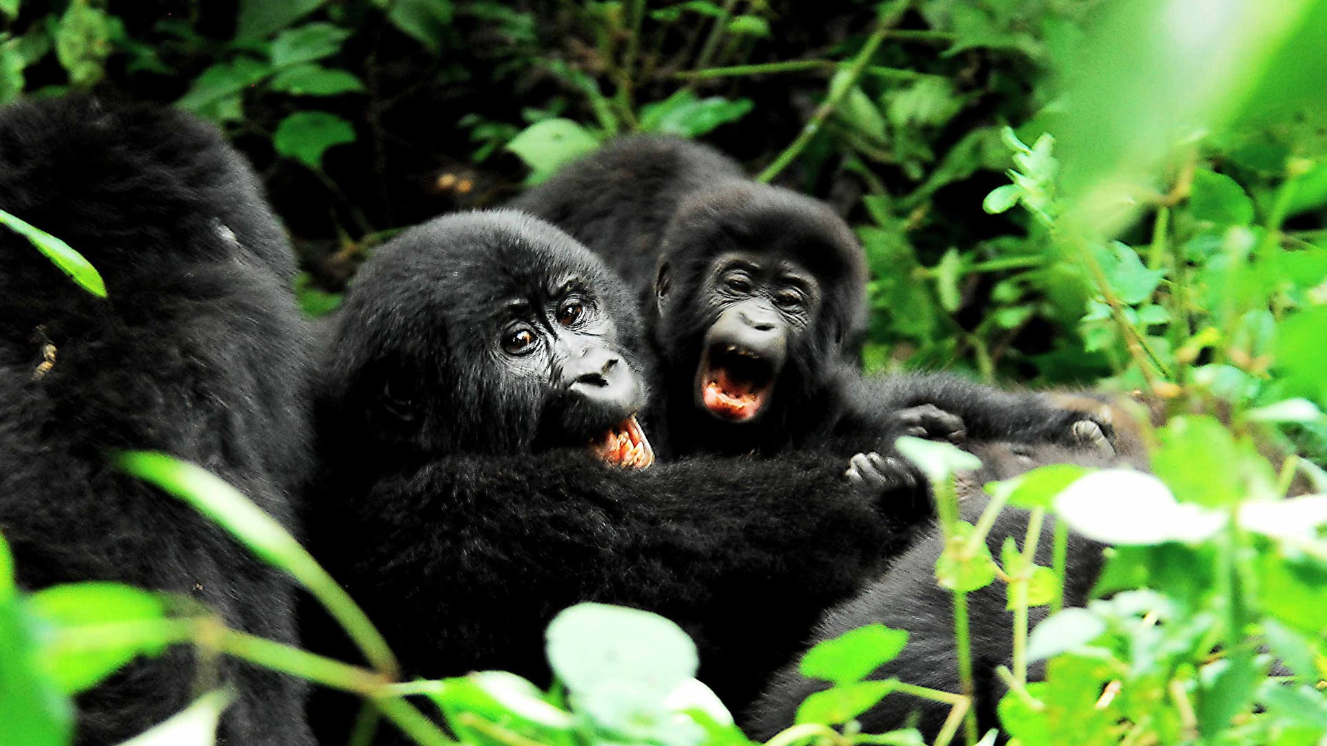 Impenetrable National Park, Bwindi