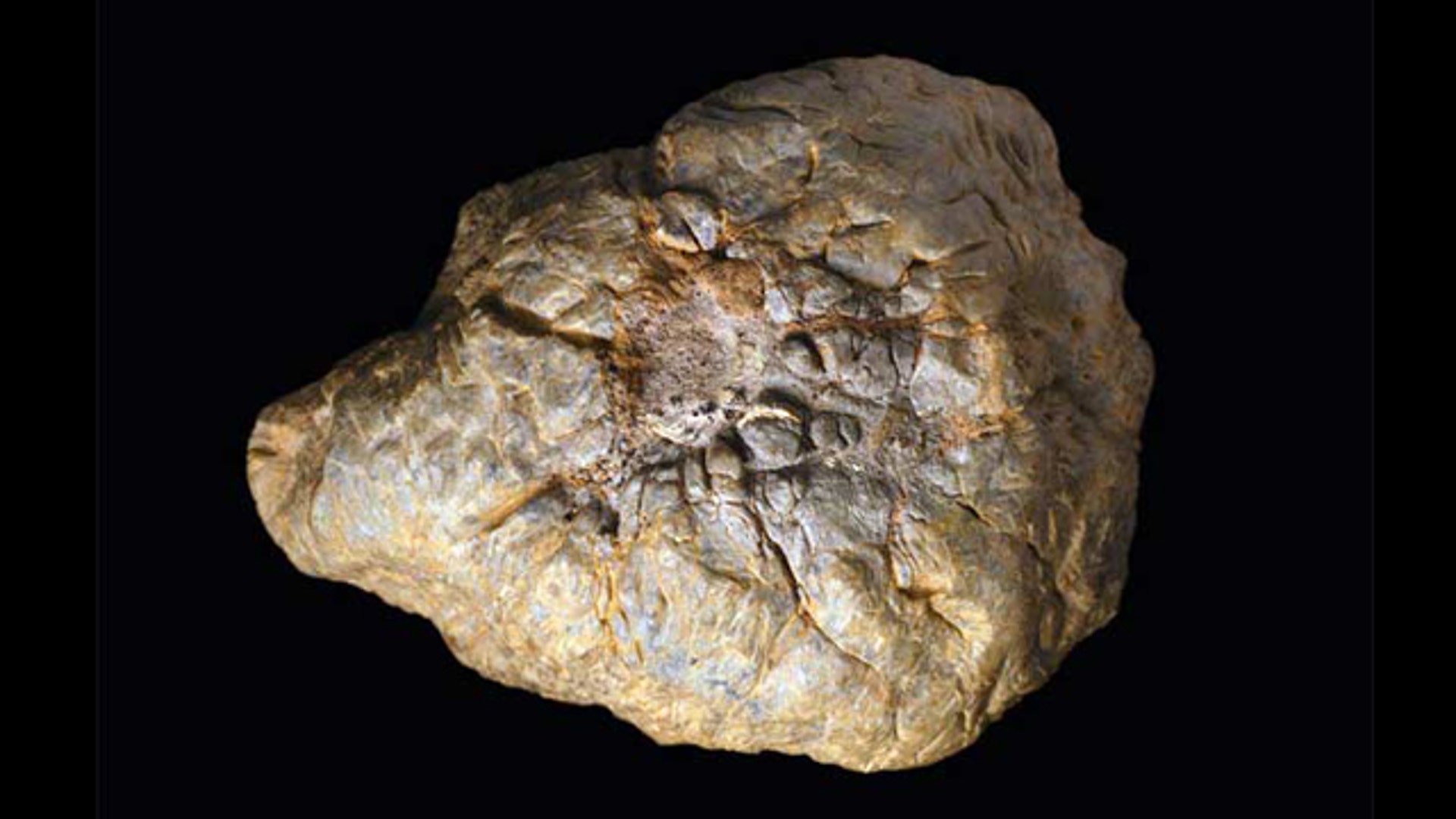 Head-Butting Dinosaur Skull