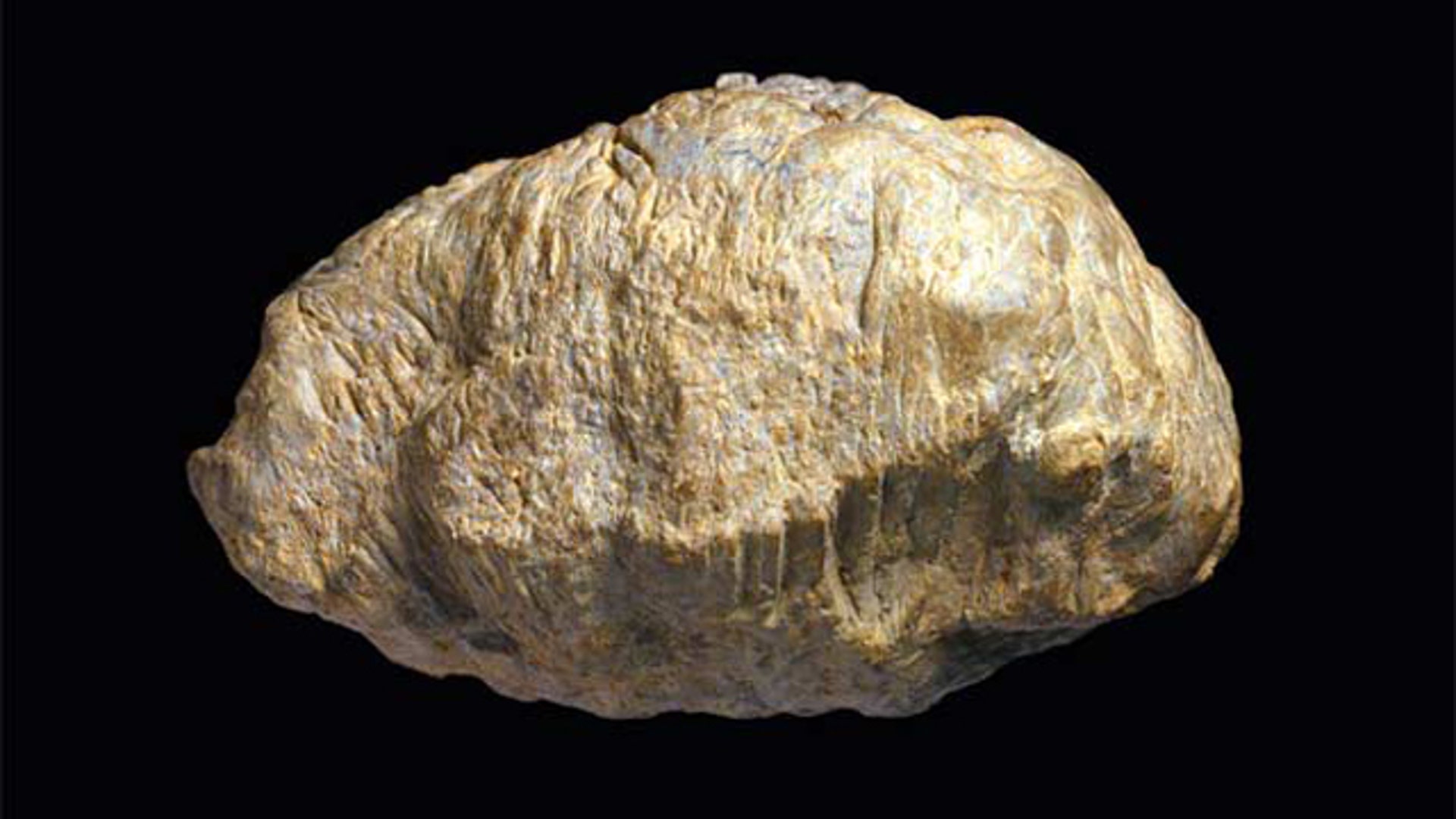 Head-Butting Dinosaur Skull