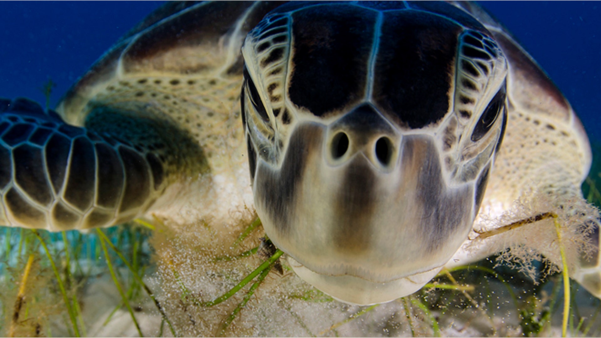 <b>Winner: Behavior: Cold-blooded Animals</b>