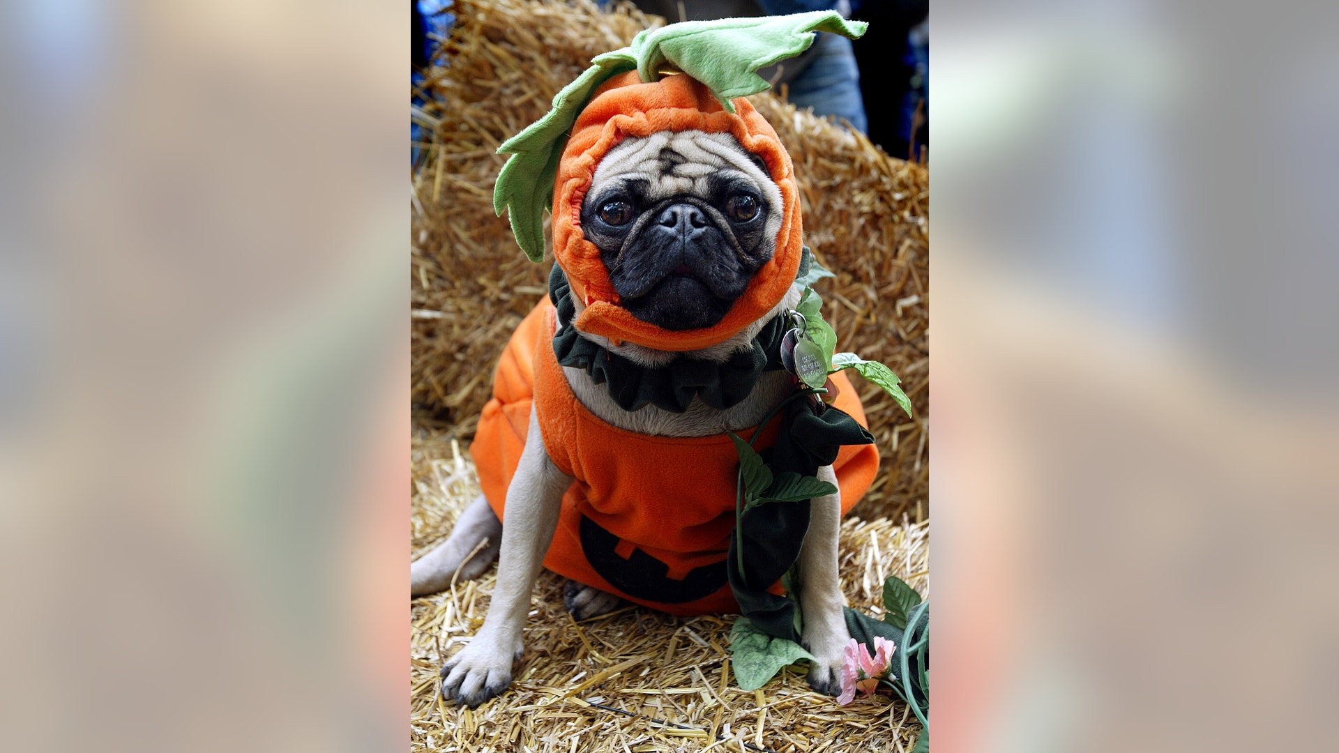 dog_costume_11
