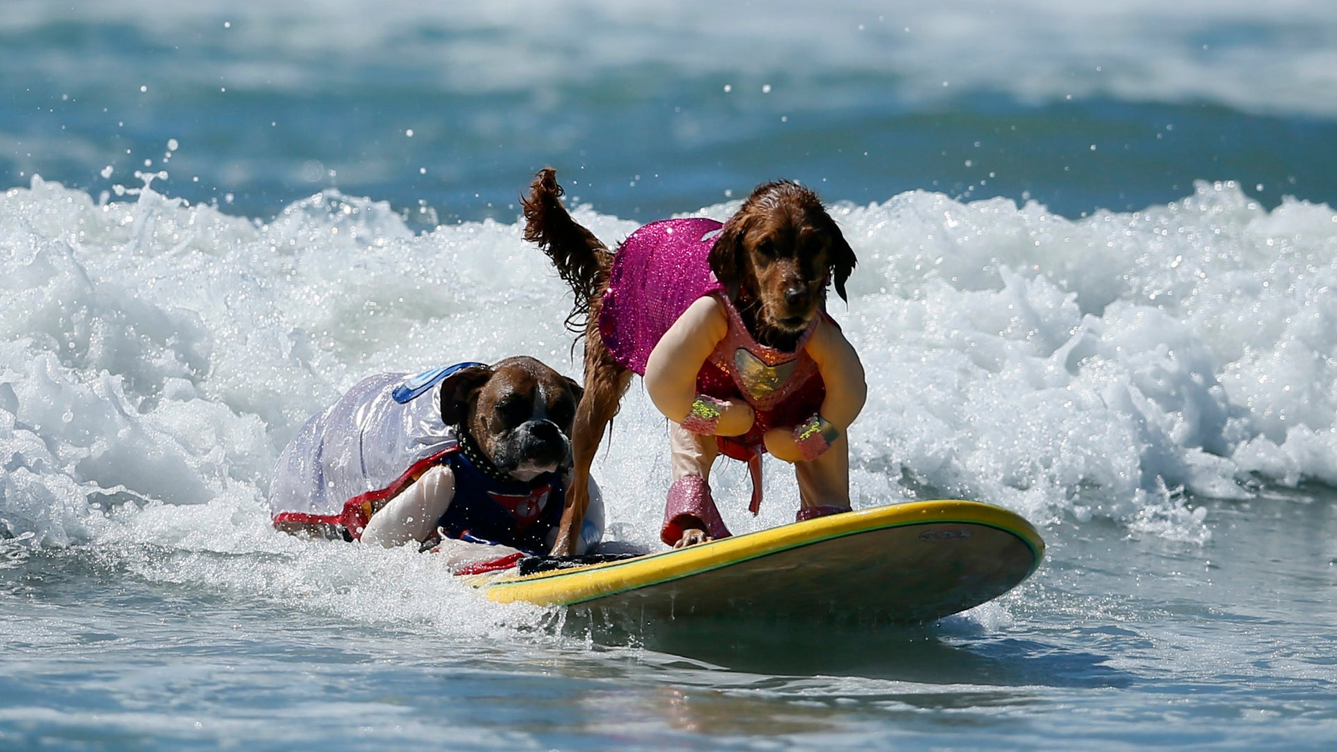 соревнования по собачьему серфингу. собака в шлеме. пес серфер. Made extreme с собакой. каникросс собака порода.