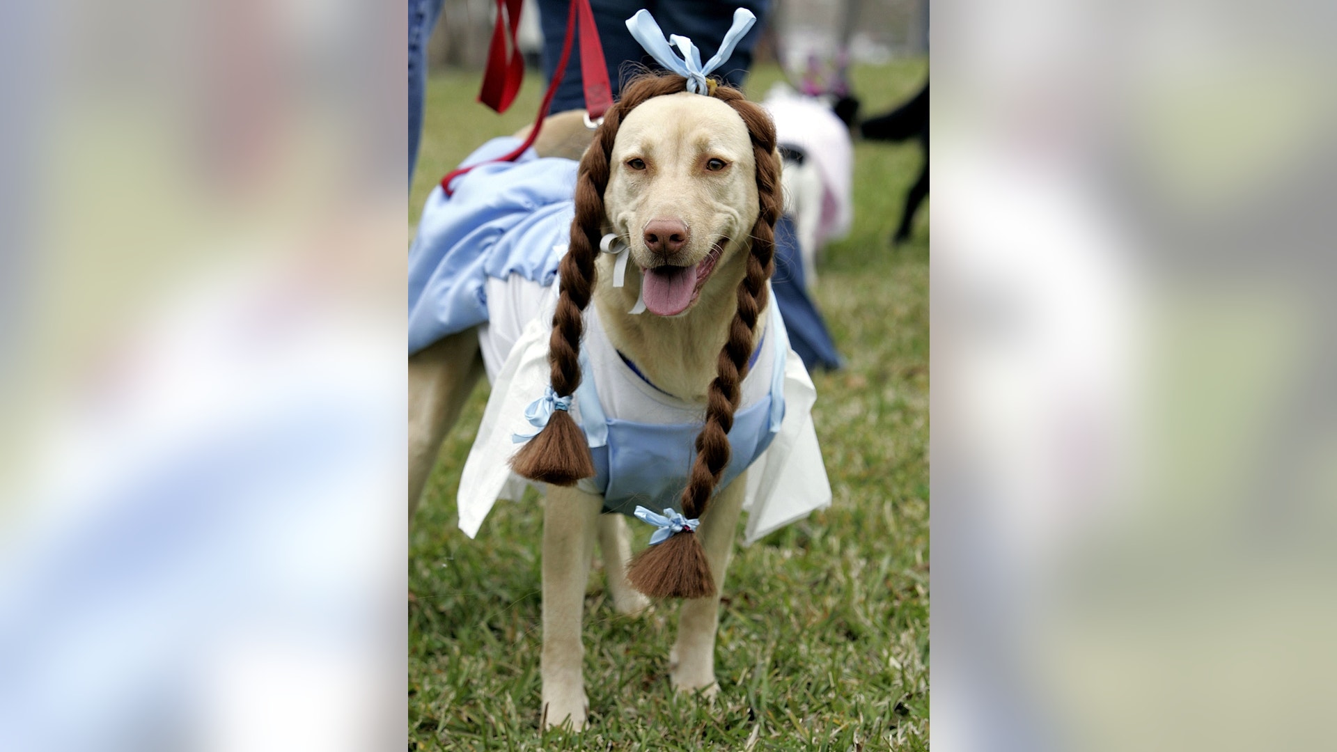 dog_costume_5