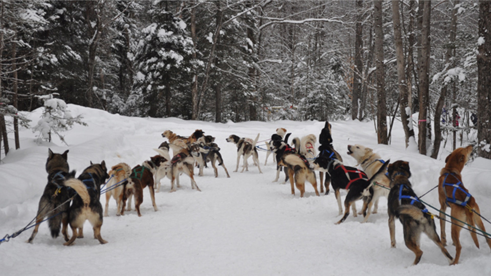 dogsledding3