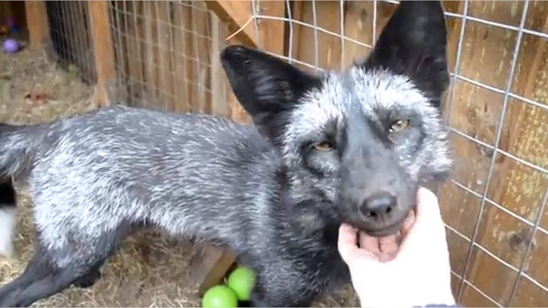 <b>Domesticated Silver Fox</b>