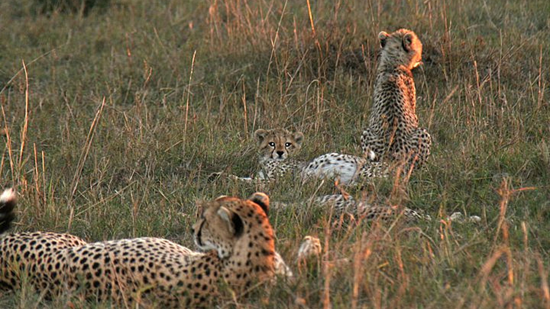 A Cheetah and Her Cubs