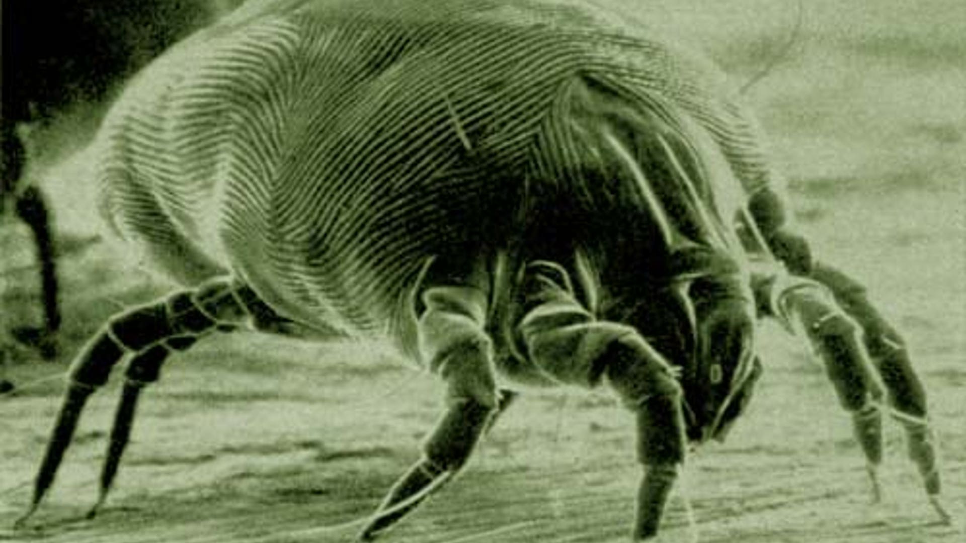 dust_mite