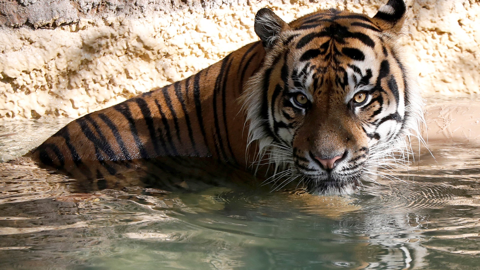 A Sumatran tiger cools off in her enclosure during a summer day at the Los Angeles Zoo, August 5, 2017