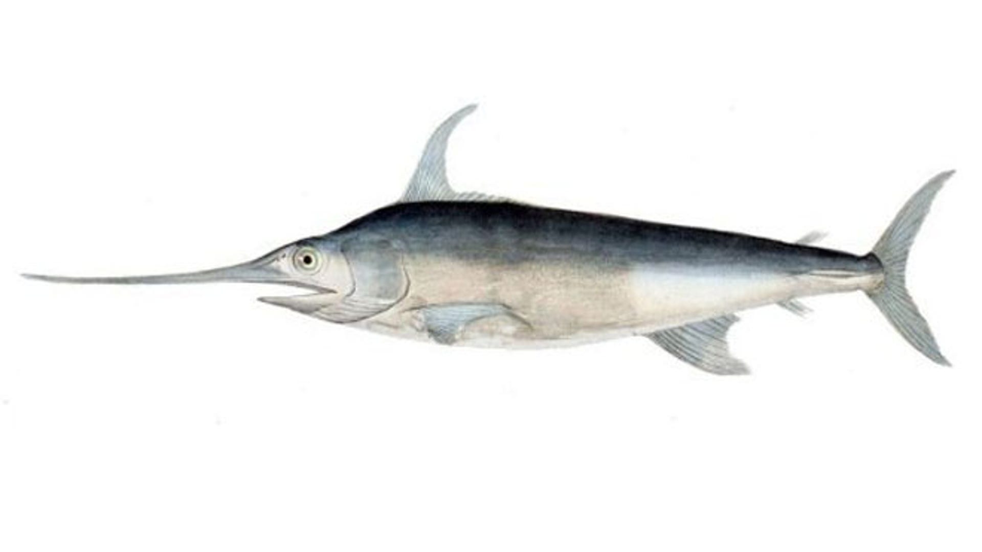 swordfish