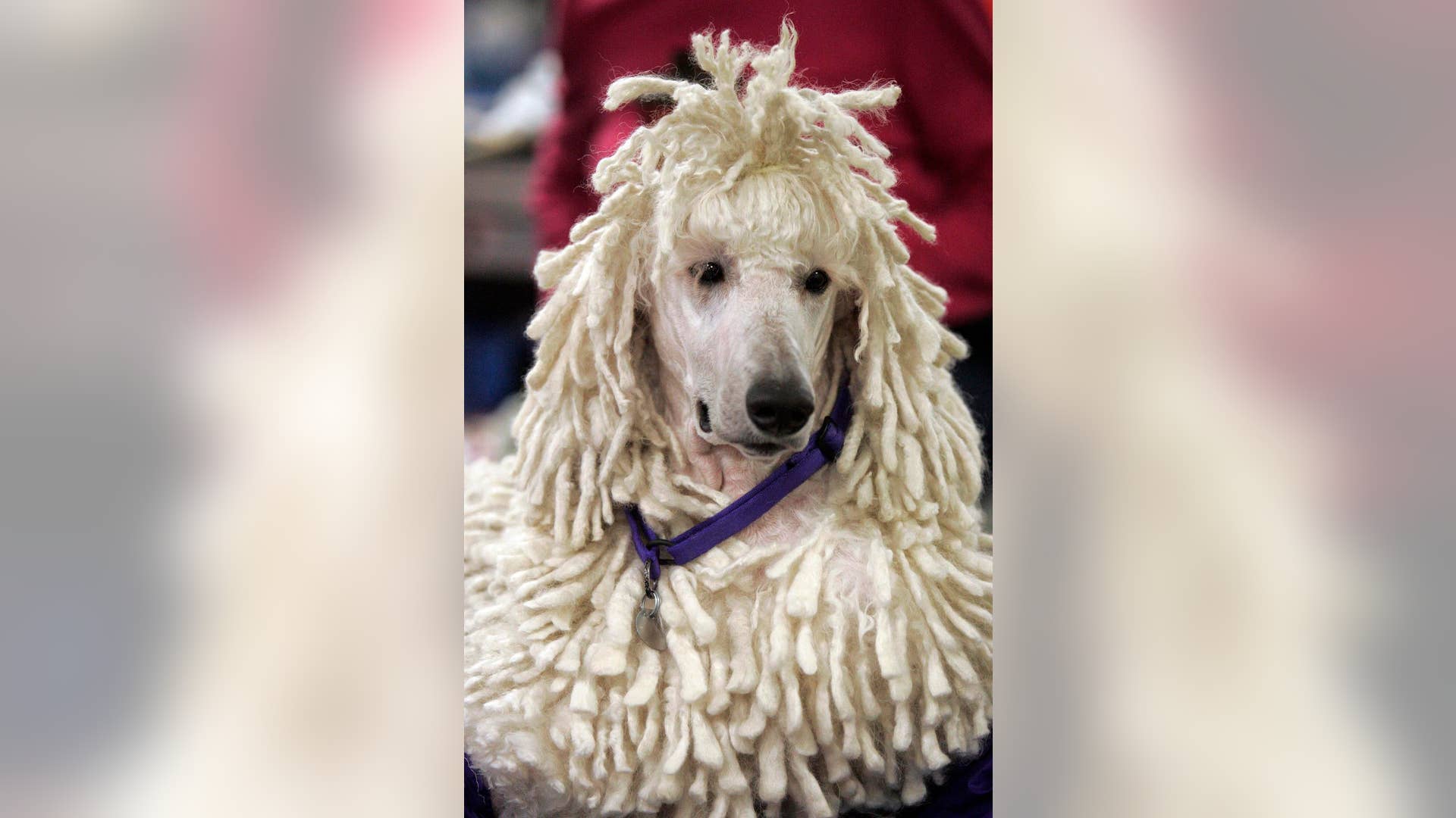 Parker__a_standard_poodle