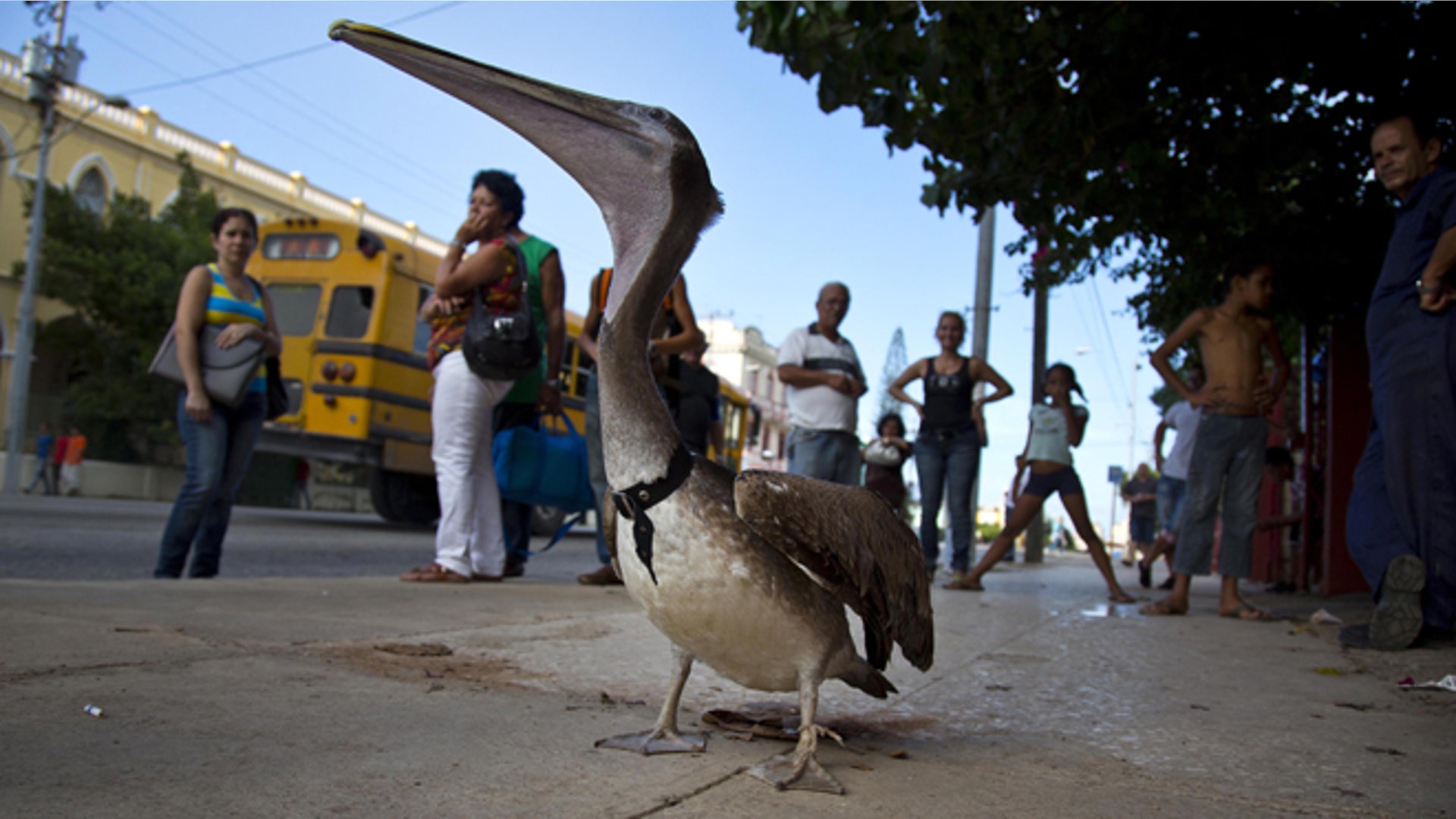 Cuba_Pancho_the_Pelic_Grat__1_