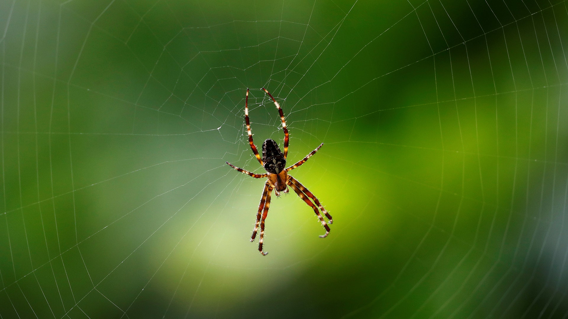 A spider sits in its web in Hanau, near Frankfurt, Germany September 20, 2017