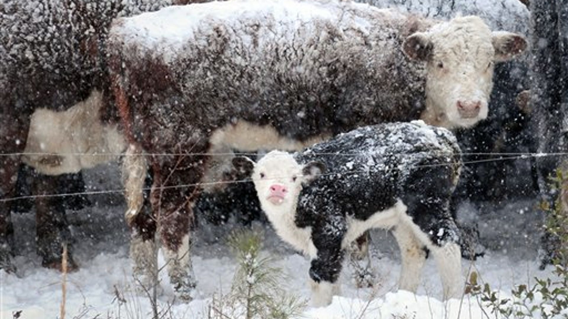 Cold Cows