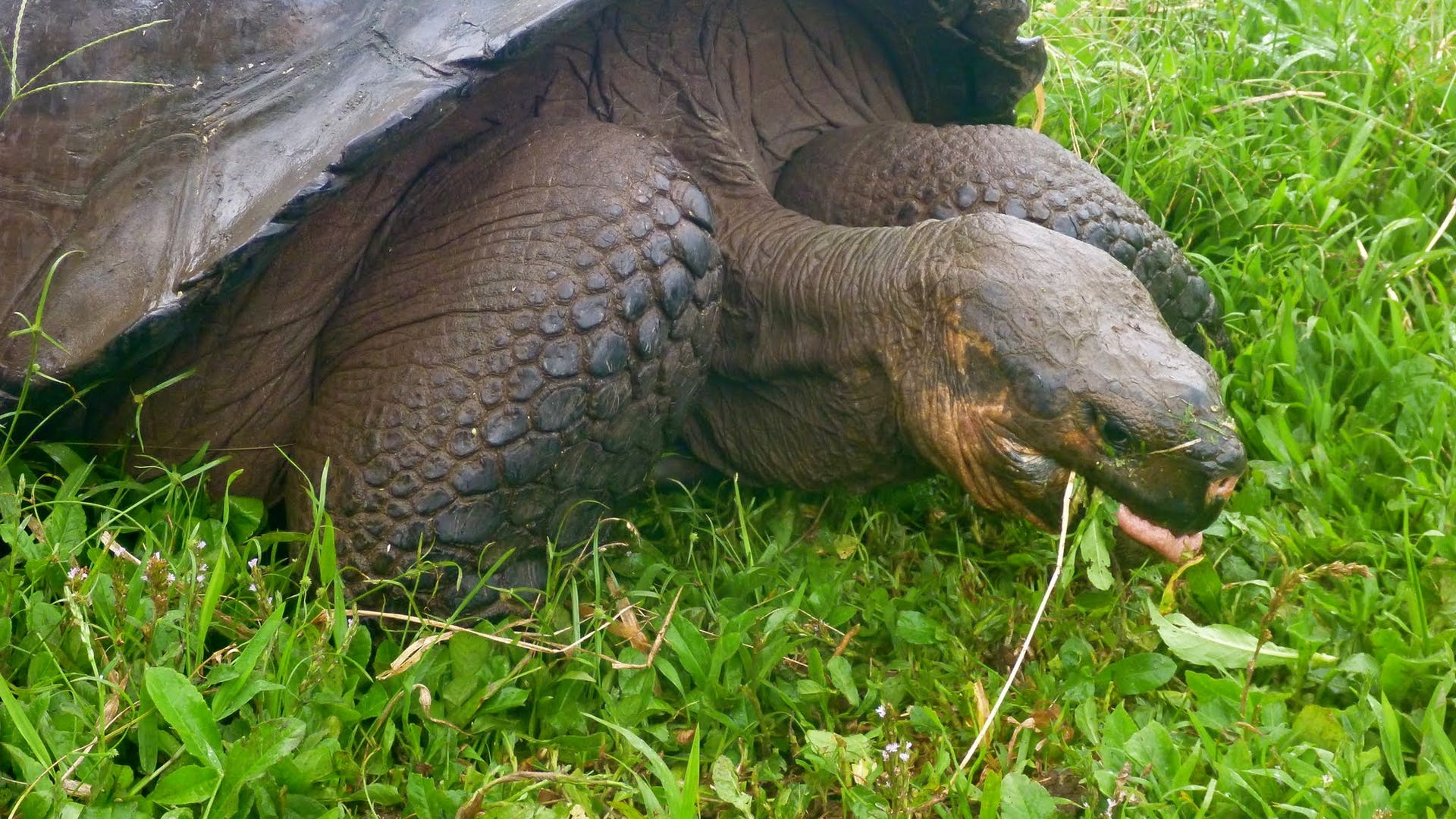 Giant_Tortoise_Munches_Grass