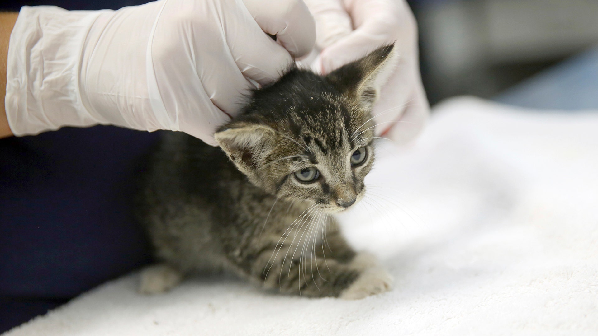 Kelly Garner, intake specialist at Austin Humane Society, works on processing a kitten from Beaumont Animal Services in Austin, Saturday